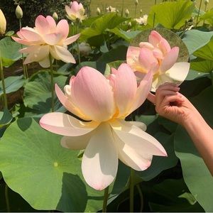 Meet your Posher, Blaise